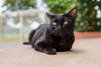 Portrait of black cat relaxing outdoors