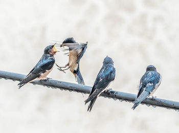 Close-up of swallows on wet cable