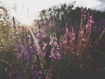 Close-up of purple flowering plants on field