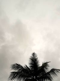 Low angle view of palm trees against sky