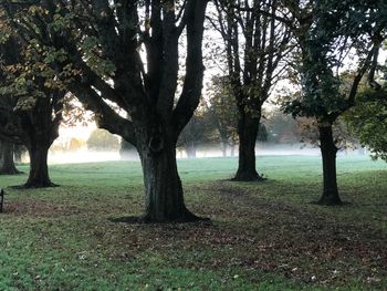 Trees on field