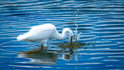 View of bird in lake