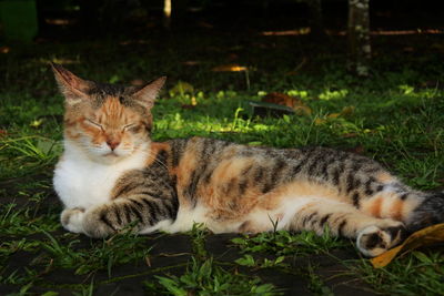 Cat resting on a field