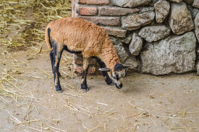 View of a horse on the ground