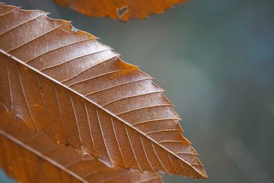 Close-up of dry leaves during autumn