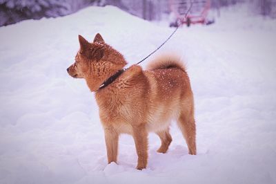 Dog standing on snow covered field