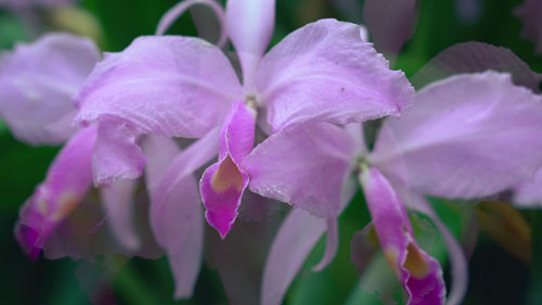 Close-up of pink flowering plants