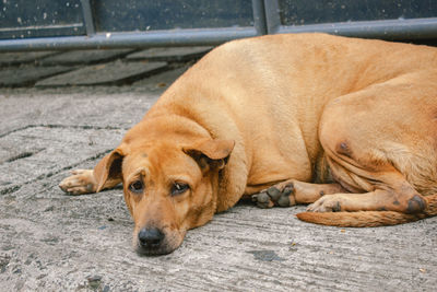 Close-up of dog sleeping