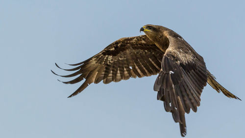 Low angle view of kite flying against sky