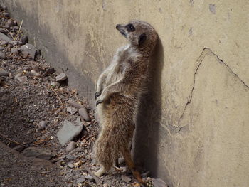 Side view of a meerkat against the wall