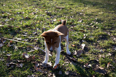 Rear view of dog standing on field