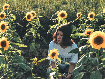 Sunflowers in field