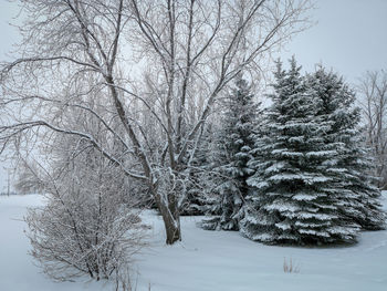 Snow covered trees on field against sky