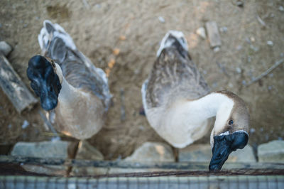 High angle view of swan geese by fence