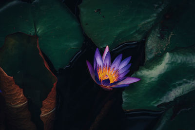 Close-up of lotus water lily