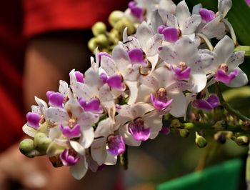 Close-up of pink flowering plant