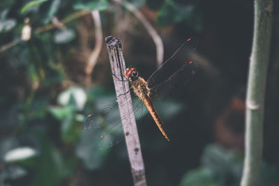 Close-up of dragonfly on stick