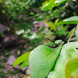 Close-up of butterfly on plant