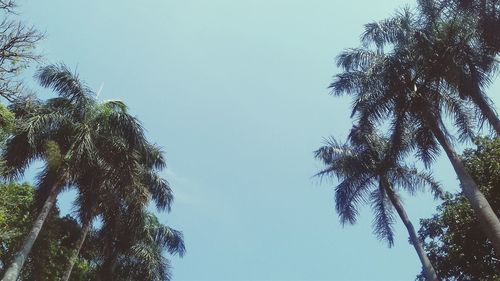 Low angle view of trees against clear sky