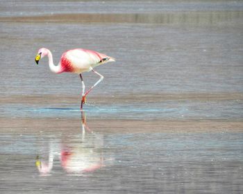 Bird flying over a lake