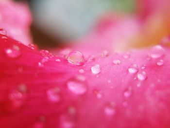 Close-up of water drops on leaf