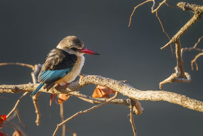 Close-up of bird perching on branch