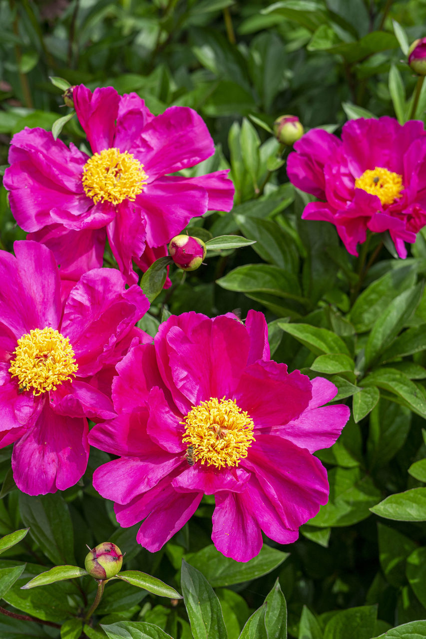 CLOSE-UP OF PINK FLOWERS IN PARK