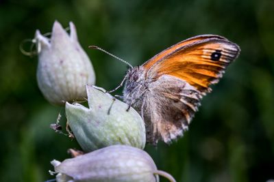 Close-up of butterfly pollinating on flower