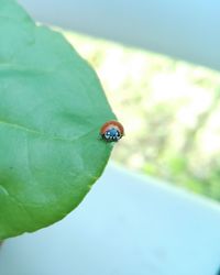 Close-up of insect on leaf