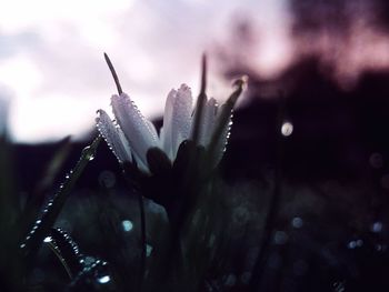 Close-up of wet plants during winter