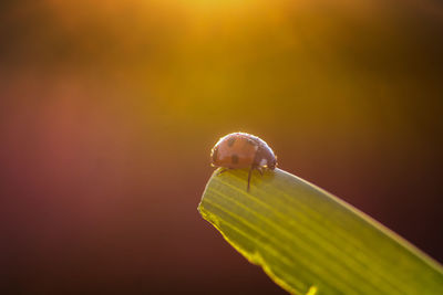 Close-up of insect on leaf