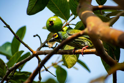 The coppersmith barbet, is an asian barbet with crimson forehead and throat,