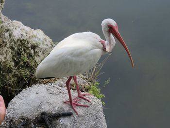 Swan on rock by lake