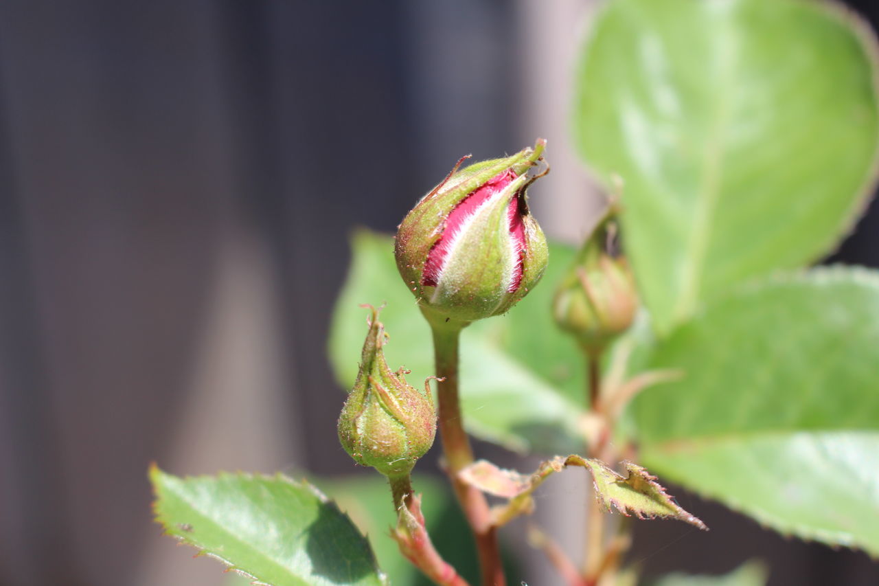 CLOSE-UP OF RED FLOWER BUDS