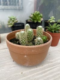 Close-up of potted plants on table