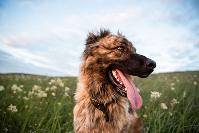 Dog looking away on field