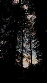 Low angle view of silhouette trees in forest against sky