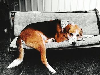 Close-up of a dog resting