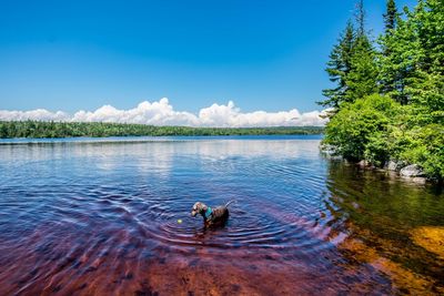 Dog swimming in lake against sky