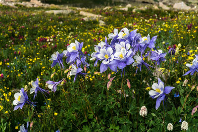 Close-up of purple flowers blooming in field