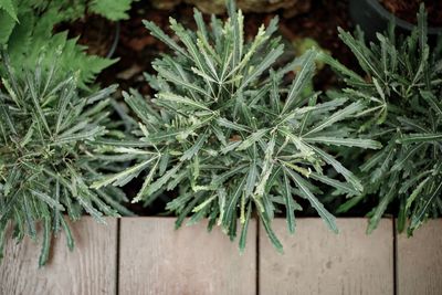 Close-up of fresh green plant