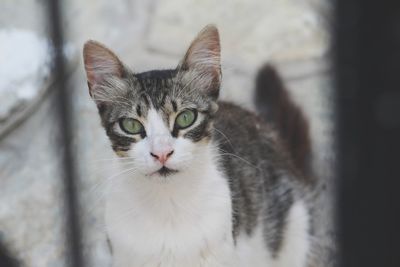 Close-up portrait of tabby cat