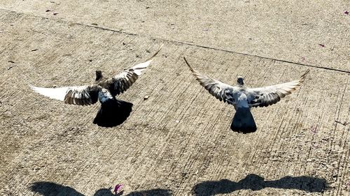 High angle view of pigeons flying