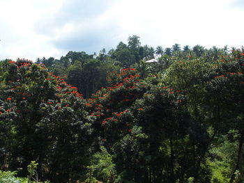 Low angle view of trees against sky