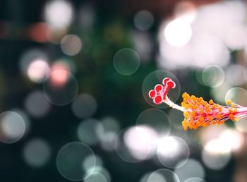 Close-up of flower stamen