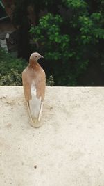Rear view of pigeon perching