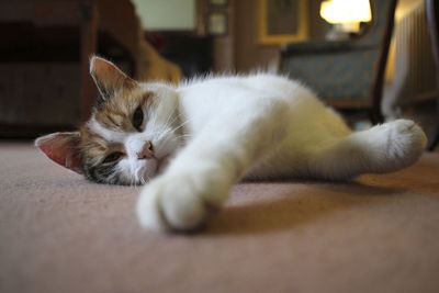 Close-up of cat lying on floor at home