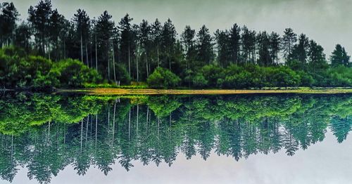 Scenic view of lake in forest against sky