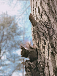 Close-up of squirrel on tree trunk