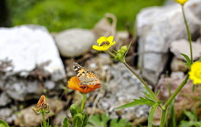 Close-up of butterfly on flower